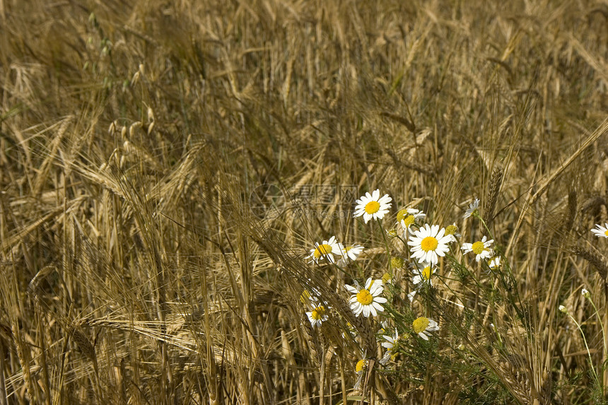 谷物田洋甘菊玉米小麦农业面包种子收获国家太阳花瓣图片