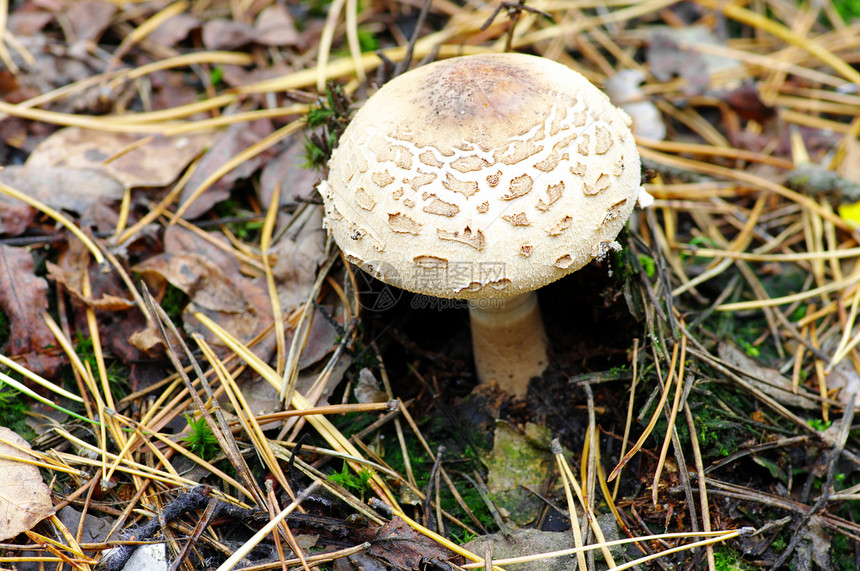 森林中生长的蘑菇食物生物学蜂蜜斑点实体阳光公园植物国家旅行图片