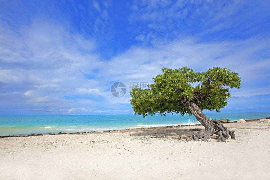 迪维迪维树海滩海洋海岸支撑天堂蓝色海浪热带手掌绿色植物图片