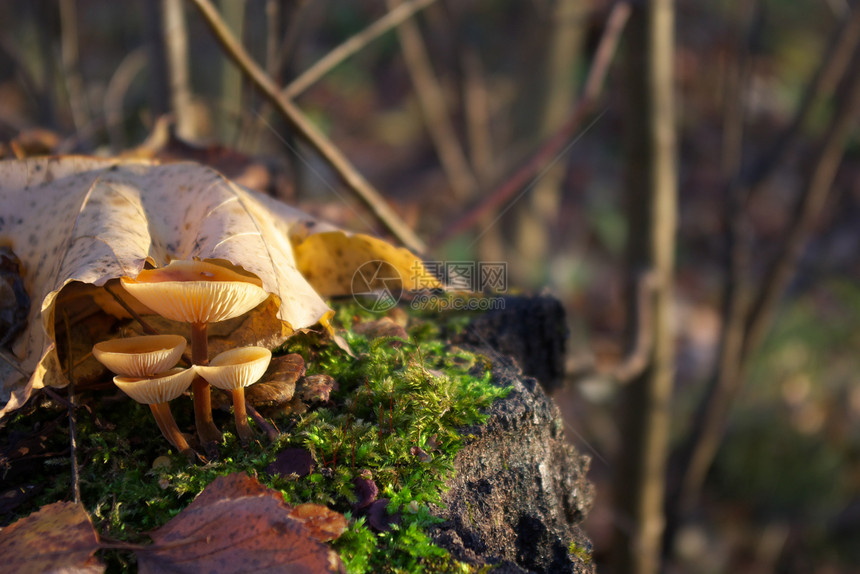 秋季蘑菇树木苔藓森林美食宏观棕色食物图片