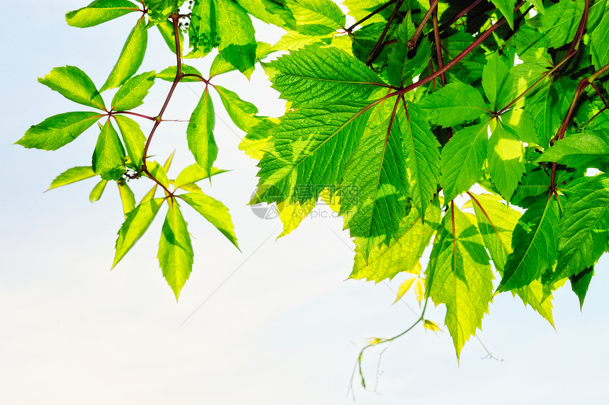 厂内生长叶子植物群绿色植物乡村边界天空国家花园图片