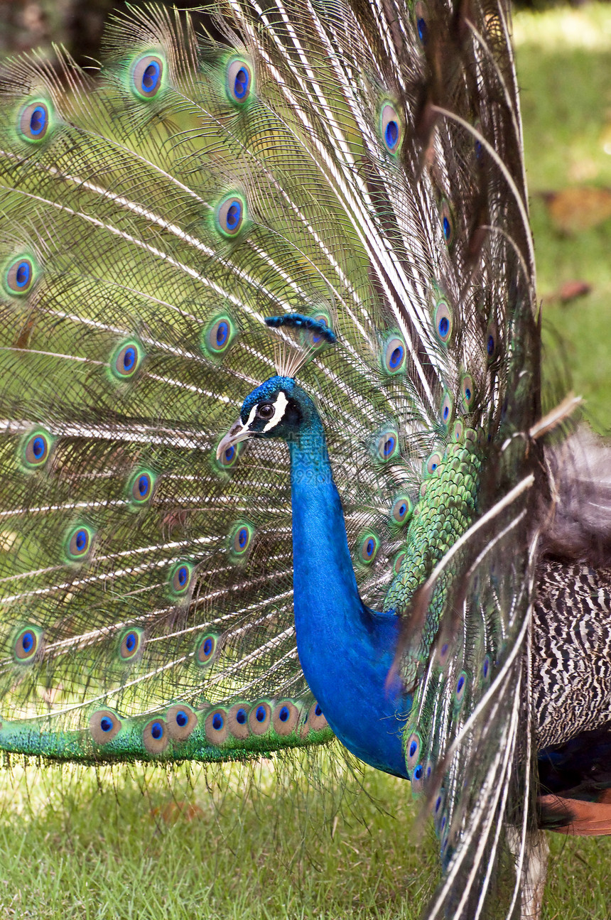 多姿多彩的孔雀展示绿色荒野活力羽毛蓝色野生动物动物图片