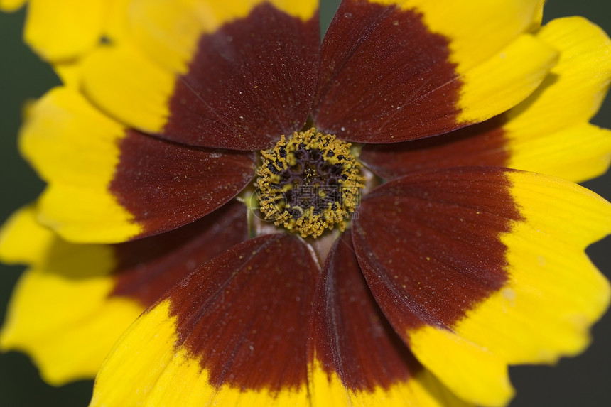 流程结色花瓣花粉宏观植物学圆圈橙子黄色植物条纹生长图片