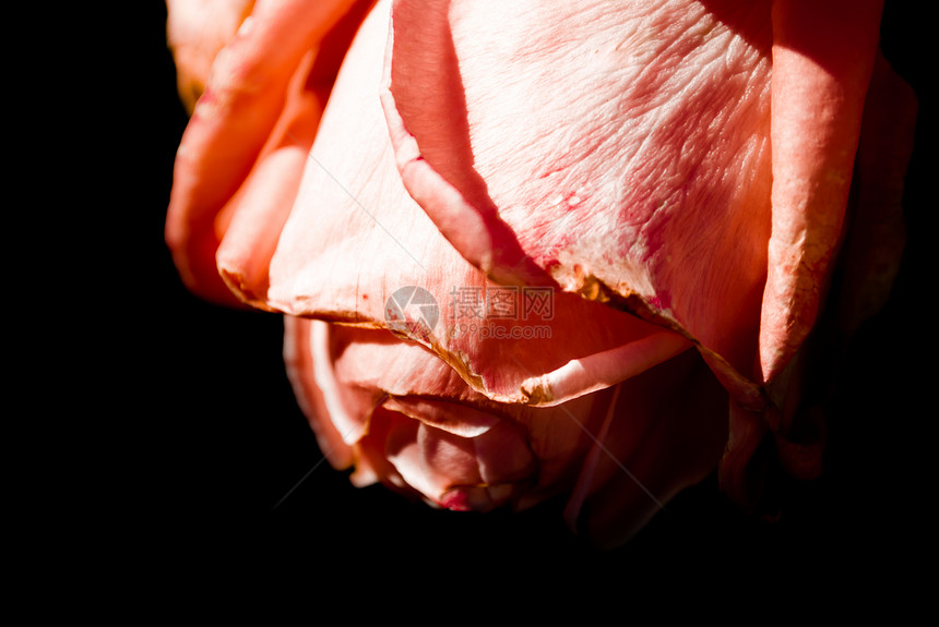 粉红玫瑰死亡图片