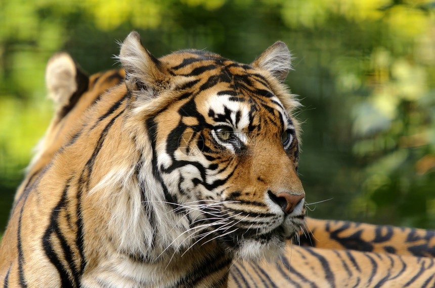 苏门特兰虎哺乳动物野生动物棕色白色条纹黑色橙子濒危图片