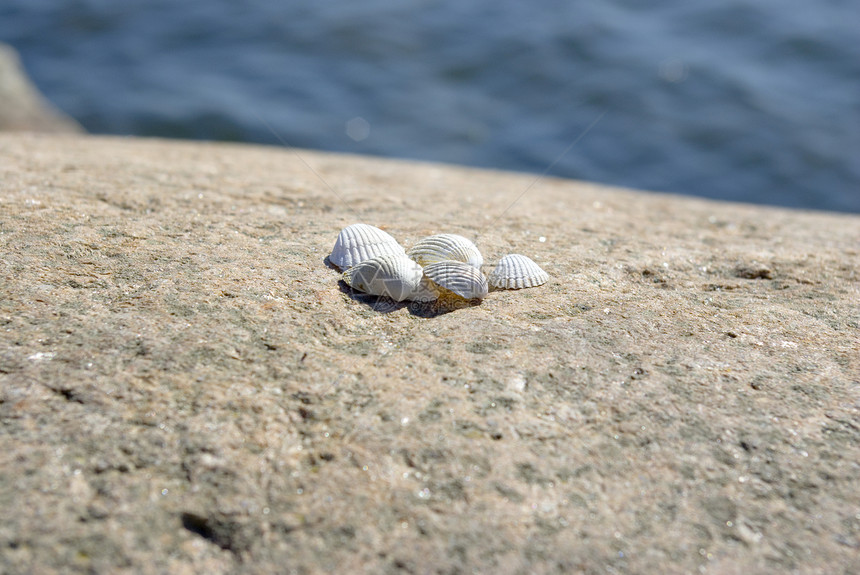 贝壳装饰品温泉海洋生活石头框架白色软体海岸动物图片
