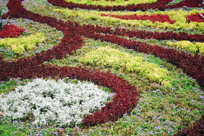 花花地毯植物花瓣园艺多样性绿化花园橙子公园绿色白色图片