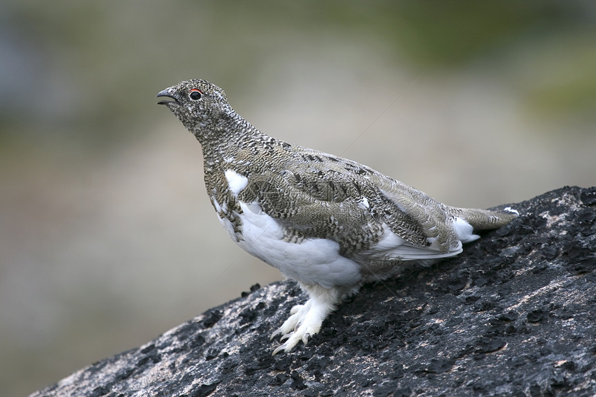 Ptarmigan拉古普斯穆图斯雷鸟兔兔野生动物图片