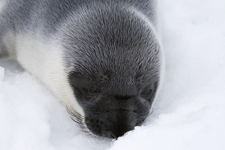 戴面罩的海豹小狗野生动物鸡冠花哺乳动物婴儿动物冷冻背景图片