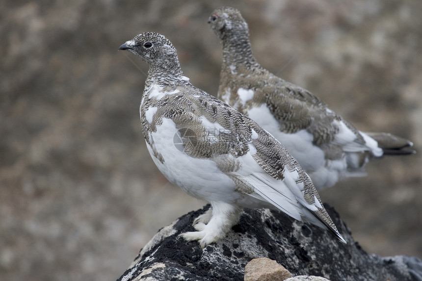 Ptarmigans拉古普斯穆图斯野生动物雷鸟兔兔图片