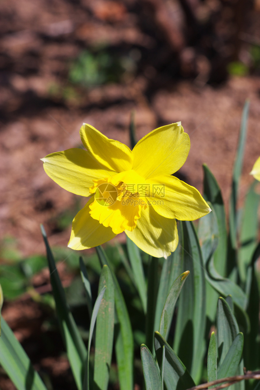 黄色自恋植物宏观水仙绿色花园活力园艺季节水仙花花束图片