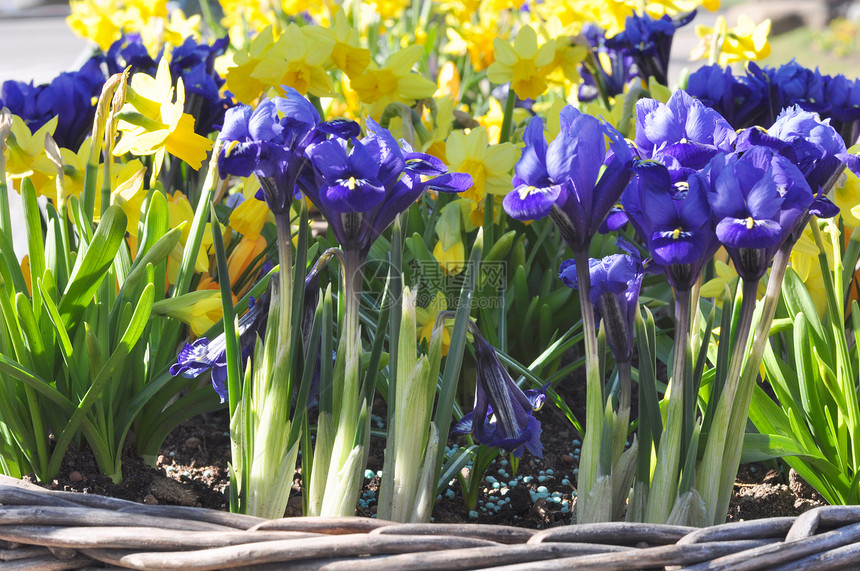 蓝花花花朵绿色阳光植物红花篮子蓝色黄色植被图片