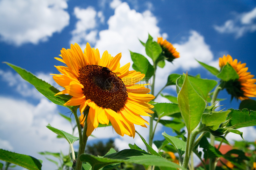 蓝天空上鲜向日葵作为背景橙子植物学阳光天空植物群植物草地生长叶子晴天图片