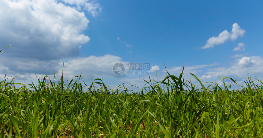 绿草草绿色草地天空照片场地植物天际地平线图片