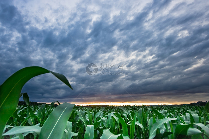 日落 天空和玉米田图片