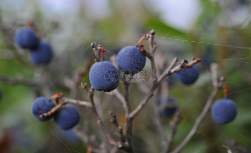 秋天比尔贝利味道木头水果食物蓝色叶子蔬菜荒野饮食浆果图片