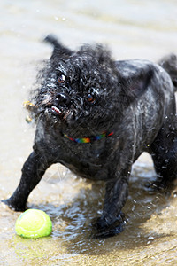 狗球水小狗黄色海浪玩具冲浪海洋动物游戏跑步宠物背景图片