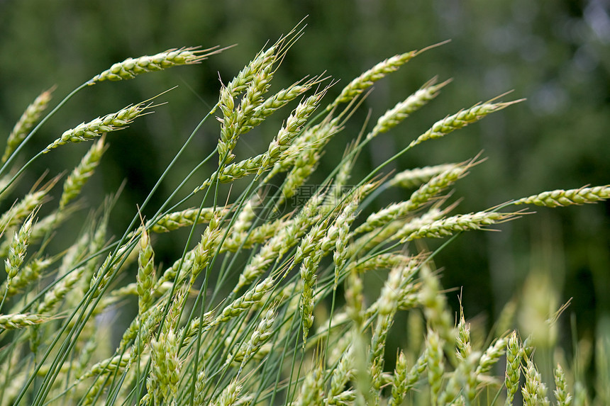 小麦田股票摄影照片天空植物小麦粮食森林耳朵植物学图片