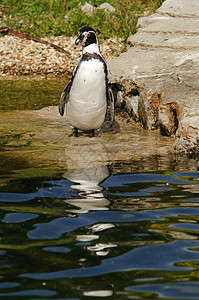 Humboldt 企鹅濒危动物海洋生物粉色白色野生动物黑色背景图片