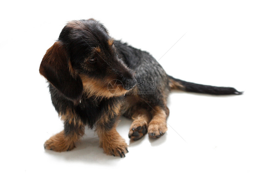 达赫肖德食肉哺乳动物小狗伴侣宠物黑色幼兽血统鼻子白色图片