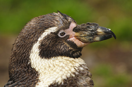 Humboldt 企鹅粉色黑色野生动物动物白色濒危海洋生物背景图片
