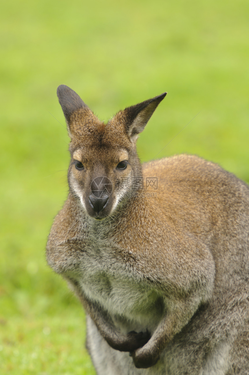 红颈瓦拉比哺乳动物动物绿色野生动物棕色图片