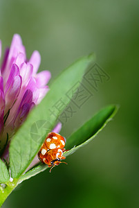 瓢虫宏观植物绿色植物三叶草绿色叶子斑点昆虫动物群动物背景图片