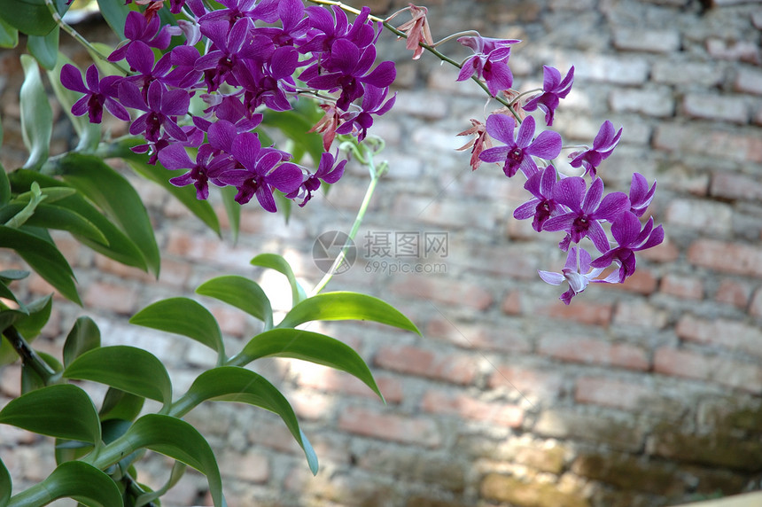 紫兰花美丽花园植物植物学紫色兰花花朵热带图片