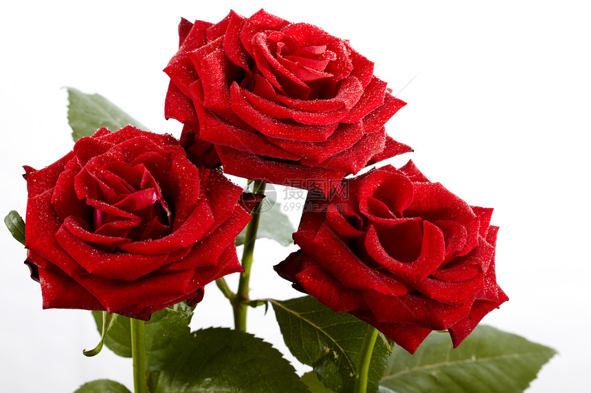 孤立的玫瑰花植物玫瑰红色水滴图片