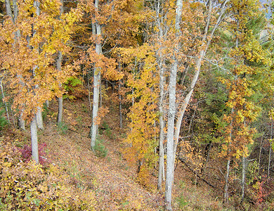秋天的阿什维尔数控绿色树干树木换季植物群树叶季节叶子分支机构背景图片