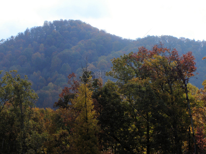 秋天的阿什维尔树干叶子山脉树叶数控树木植物群季节换季分支机构图片