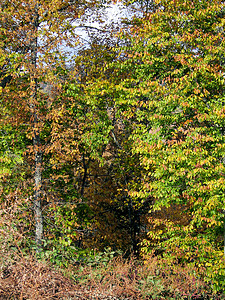 秋天的阿什维尔换季山脉树叶分支机构绿色季节叶子树干植物群树木背景图片