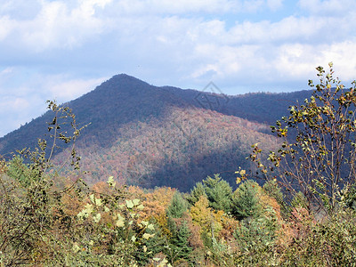秋天的阿什维尔分支机构山脉换季数控树叶树木树干植物群绿色叶子背景图片