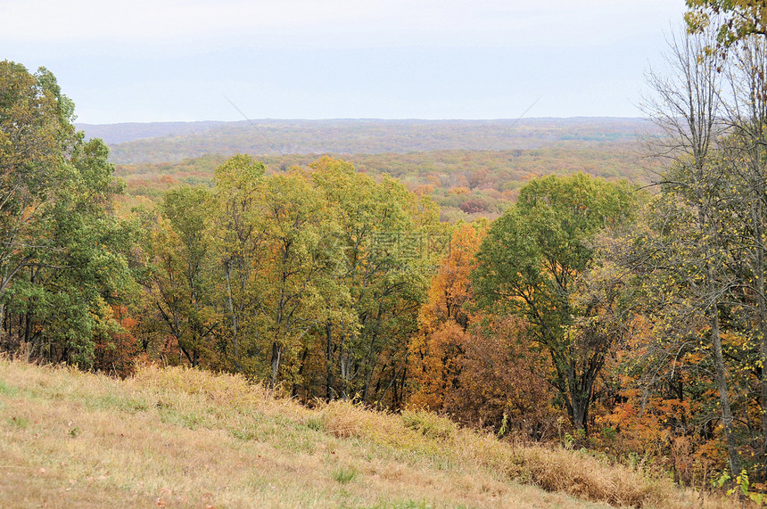 布朗县国家公园绿色树干叶子季节换季树叶丘陵爬坡树木植物群图片