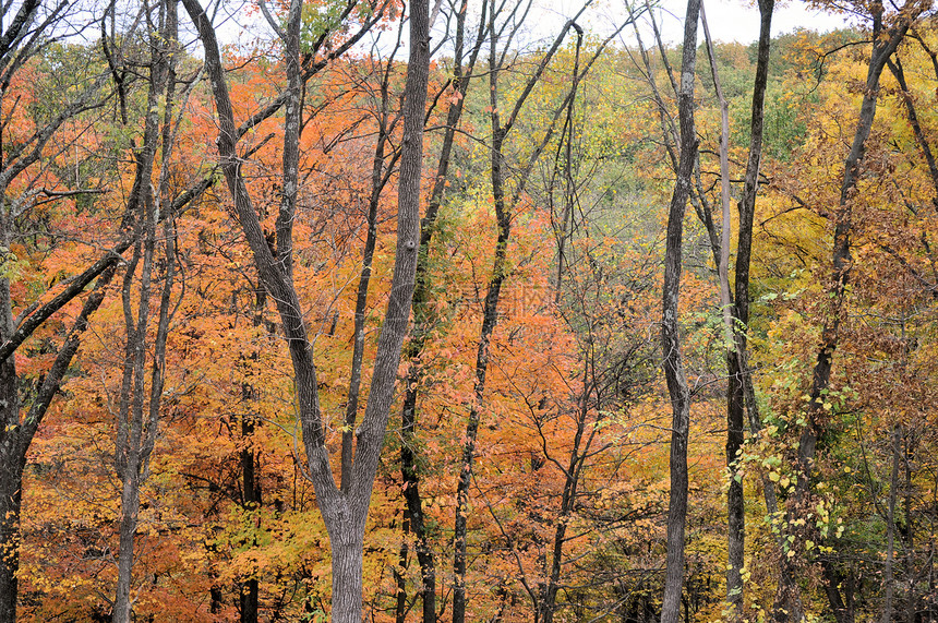 布朗县国家公园叶子树干换季绿色丘陵季节树木树叶爬坡植物群图片