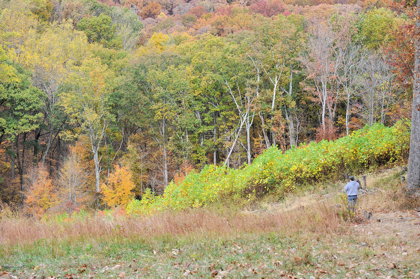 布朗县国家公园换季植物群树木树干树叶季节丘陵绿色叶子爬坡图片