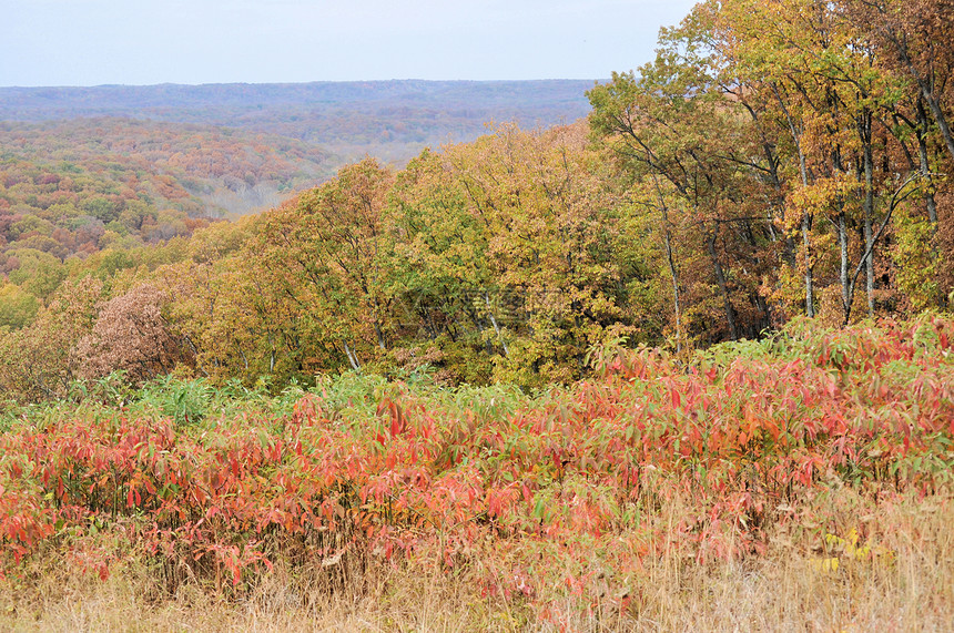 布朗县国家公园树叶树干植物群丘陵季节叶子绿色爬坡换季树木图片