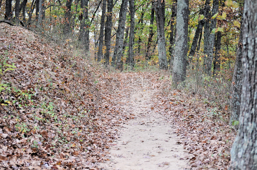 布朗县国家公园树干树木植物群爬坡叶子踪迹丘陵季节小路树叶图片