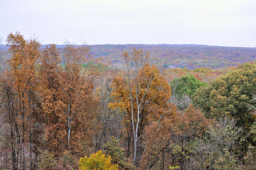 布朗县国家公园换季植物群树木丘陵绿色爬坡树干树叶季节叶子图片