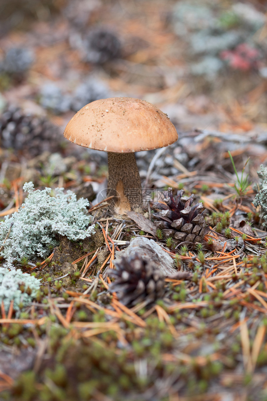 森林中的棕帽宏观食物生长植物生物苔藓美食采摘季节桦木图片