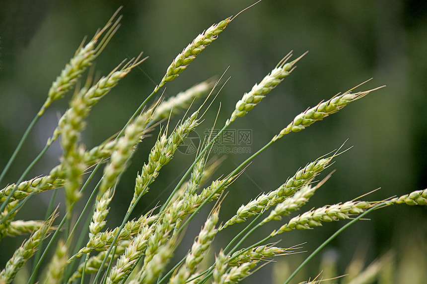 小麦田耳朵植物群免版税摄影植物学股票小麦库存版税照片图片
