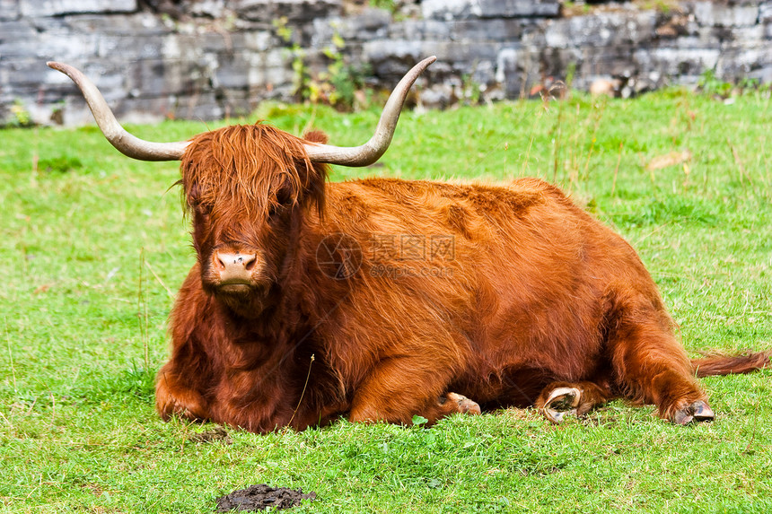 Angus 安古斯哺乳动物牛奶场地牛肉乡村护士农业农场农村头发图片