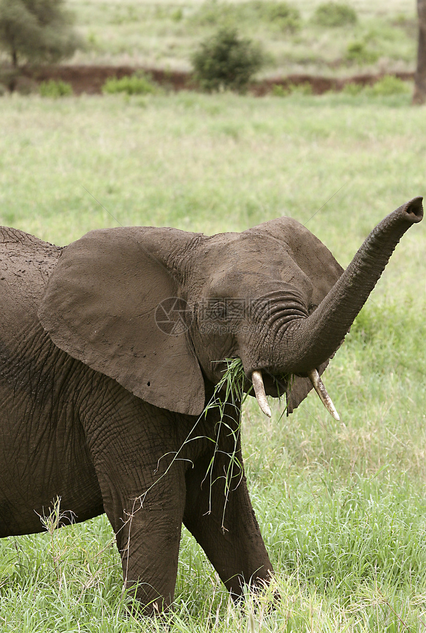 大象非洲大象场地野生动物象牙假期动物图片