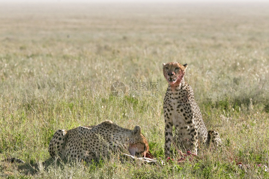 Cheetah Cinonnyx十月刊捕食者野生动物食物假期猎豹猎物场地动物图片