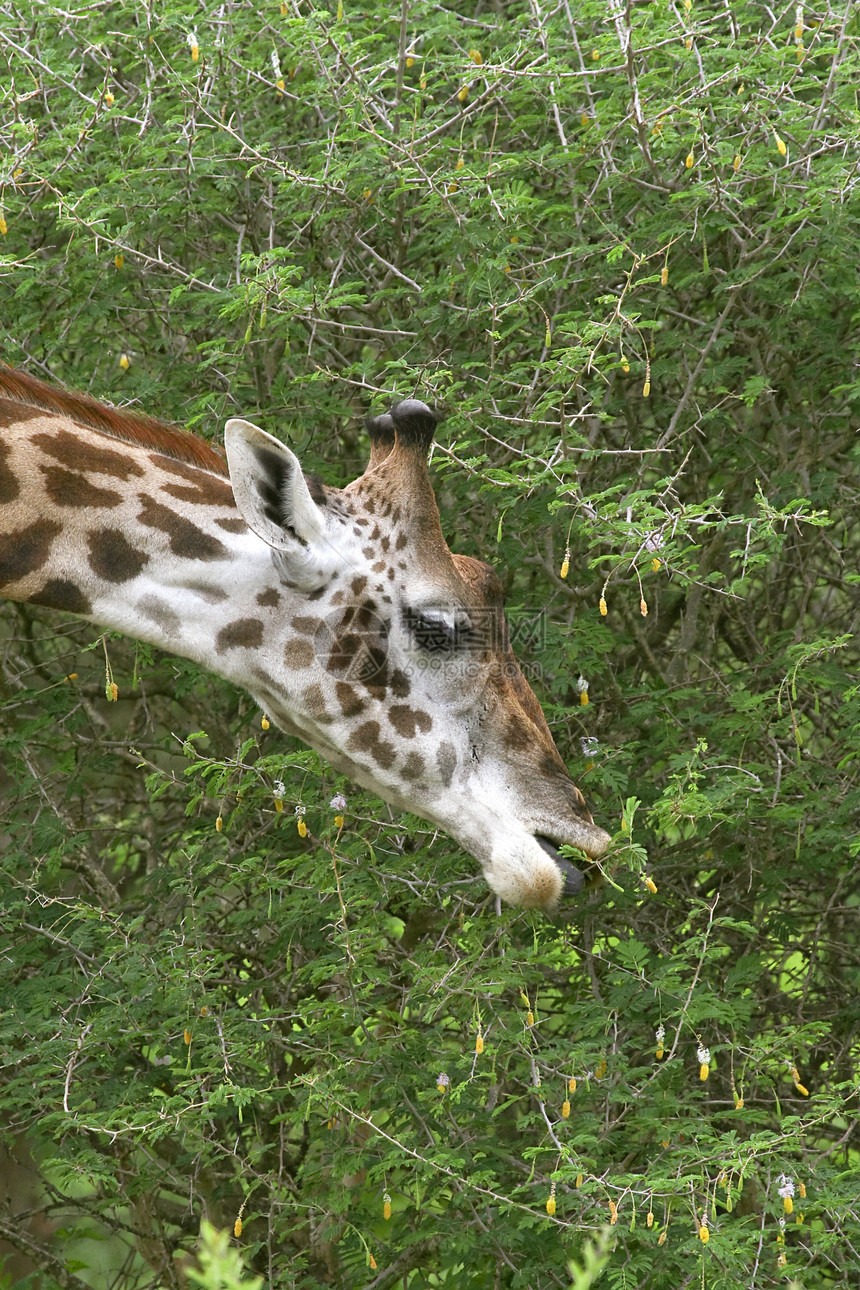 Giraffe 吉拉法卡梅罗帕达里斯假期动物场地野生动物图片
