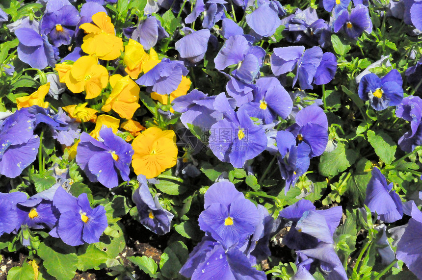 黄花和紫花图片