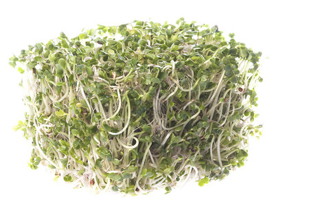 花椰树苗芽饮食营养宏观生产农业绿色种子豆芽青菜食物背景图片