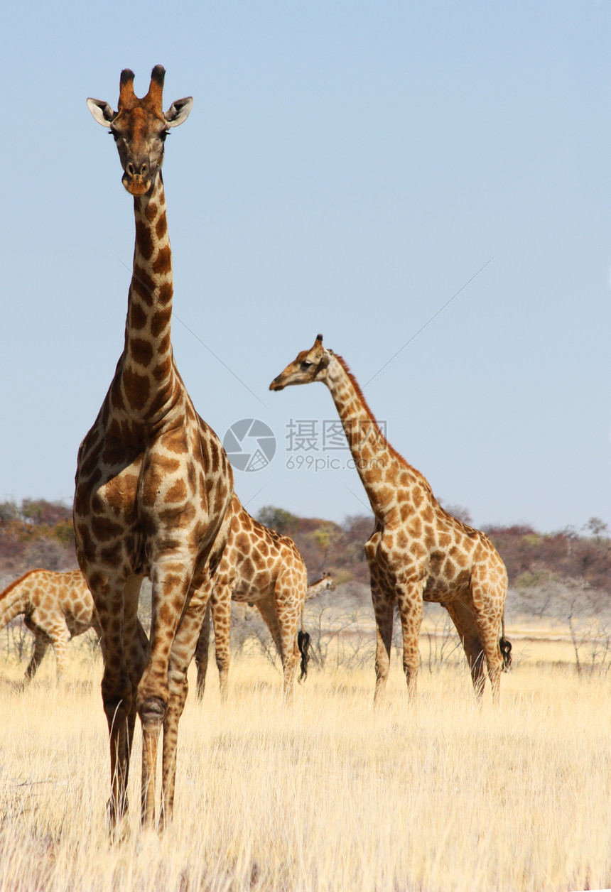 长颈鹿群体公园脖子天空旅游食草动物动物园野生动物蓝色游戏图片