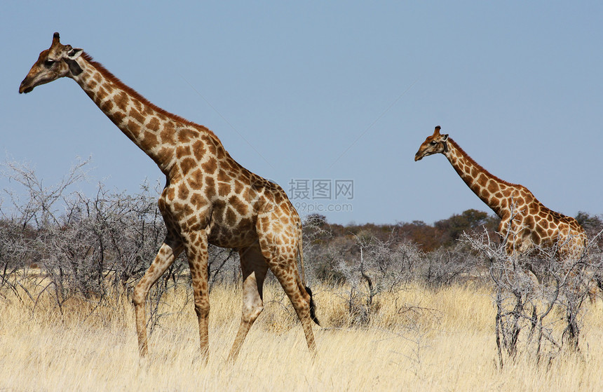 长颈鹿群体衬套动物园哺乳动物游戏天空旅行荒野蓝色动物食草图片