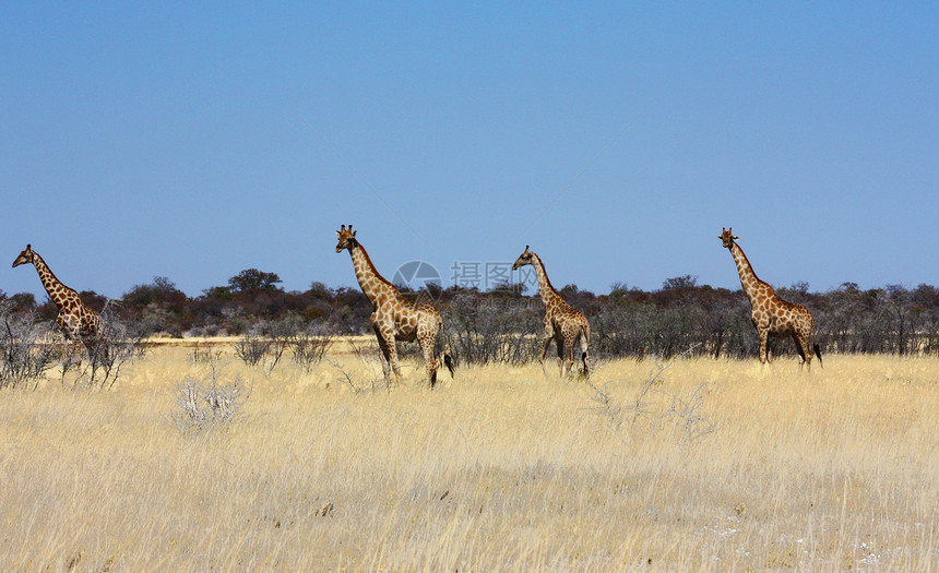 长颈鹿群体国家游戏蓝色荒野脖子斑点哺乳动物野生动物食草假期图片